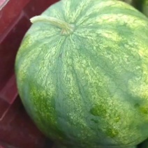 赤峰敖汉萨力巴沙地西沙宝鲜食打瓜产地整车/万斤自提