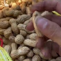 河南开封祥符区沙地大白鲨当年新果产地直供大量上市