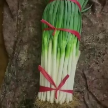 精品铁杆，净葱