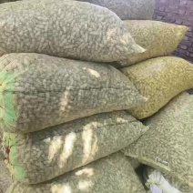 开封沙地大白鲨花生新货大颗粒饱满农家自产花生米产地直供