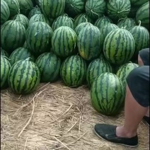 辽宁盖县陆地锦王西瓜上市了
