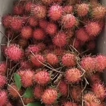 保亭原产地红毛丹