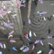 泰国斗鱼抱卵母鱼