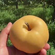 丰水梨大量供应