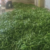 新鲜薄皮椒大量上市产地直销