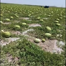 甘肃会宁硒砂瓜
