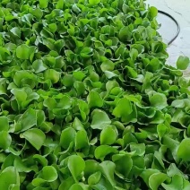 水芙蓉水仙花