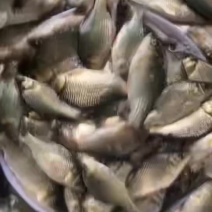 广州一帆公司四倍体鲫鱼苗一斤30条左右