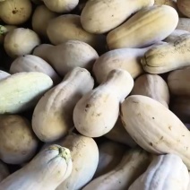 精品蜜本南瓜