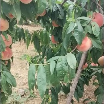 中桃5号水蜜桃大量上市，需要的老板与我联系
