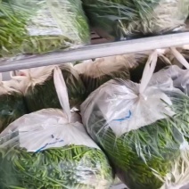 新鲜沙葱