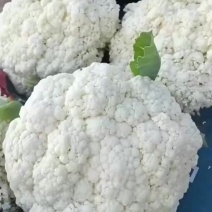 高山精品松花