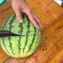 美都西瓜7斤打底9成熟1茬价格美丽欢迎全国各地老板
