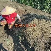 鱼腥草新根大量开始挖了，每天都在挖的泥根只卖泥根
