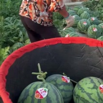 无籽美都