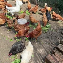 农家散养土鸡