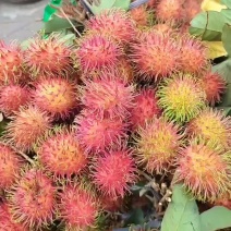保亭红毛丹