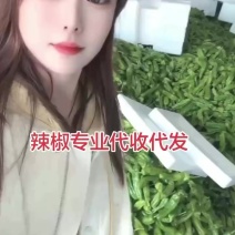 薄皮椒芜湖椒砀椒苏椒大量供应产地直发一手货源