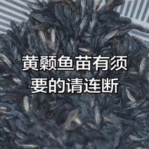 黄颡鱼鱼苗，3一一4公分，3一5公分，3一6公分