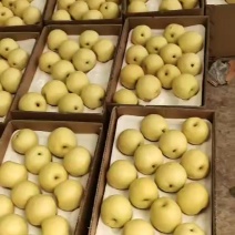 推荐河北皇冠梨产地一手货源量大从优实力代发全国商超