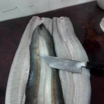 冰鲜鳗鱼，肉质雪白通透，没有一点腥杂味！