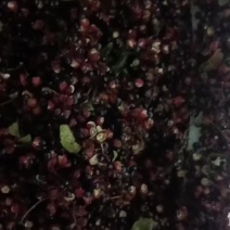 汉源花椒烘干过程