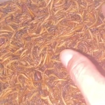烘干黄粉虫，宠物主食，宠物零食，小宠食物，面包虫