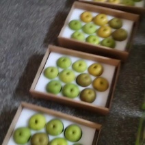 翠玉，翠冠梨，黄花梨
