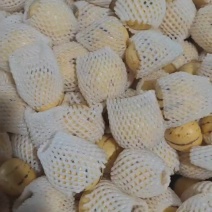 精品人参果