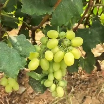 山西省运城市夏县维多利亚葡萄
