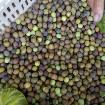 草莲蓬，花莲水果莲