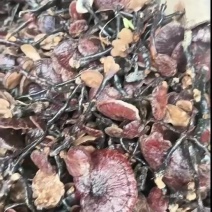 野生竹灵芝新货