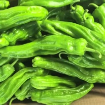 精品芜湖椒，10天后上市，1000斤起，需要的老板联系我