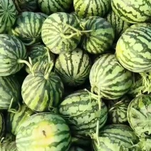 美都麒麟西瓜