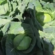 包包菜