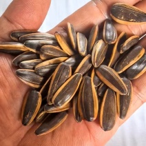 热卖的焦糖瓜子，味道一绝
