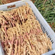 本人种有百亩仔姜可以大量上市，价钱优惠