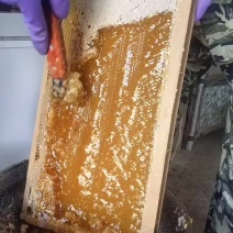 山林自养蜂蜜******