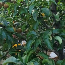 精品二批果，价格便宜，需要联系