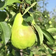 巴梨