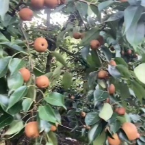 黄沙梨