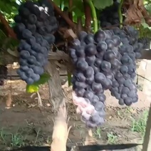 夏黑葡萄