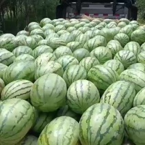 赤峰沙地西瓜