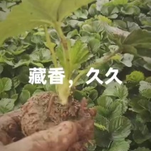 本人地有大量草莓苗，成活率高，品种有藏香，香野，久久！