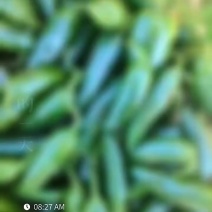 港椒