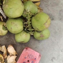 青椰红椰