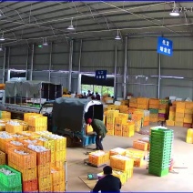 青沙地精品人参果