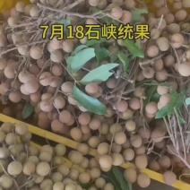 石峡龙眼加工果便宜了大量有货