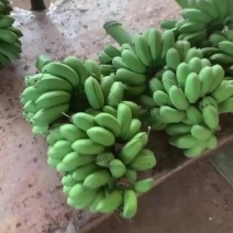 广西小米蕉一件代发整车发货货源充足。
