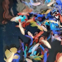 泰国斗鱼抱卵母鱼